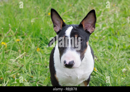 Cute miniature bull terrier close up. Pet animals. Three month old. Stock Photo