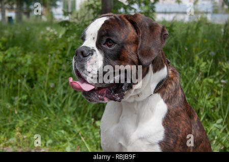 Cute brindle boxer puppy close up. Pet animals. Purebred dog. Stock Photo