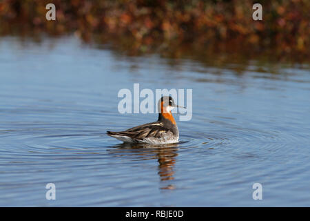 Female red-necked phalarope, Phalaropus lobatus, swimming in circles in small lake creating ripples Stock Photo