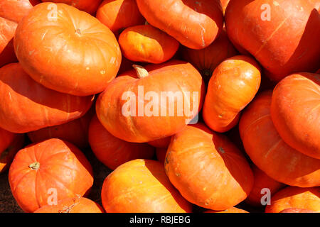 A Bunch Of Pumpkins For Sale To Be Used As Fall Decorations Or For