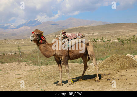 Camel in multi-colored pompons near the summit of the inactive volcano Sabalan (Savalan) in the north-west of Iran Stock Photo