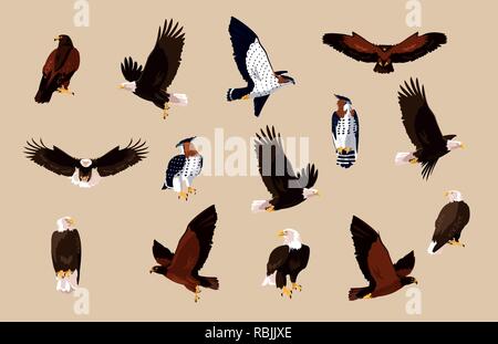 hawks and eagles birds with different poses vector illustration design Stock Vector