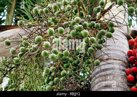 Jelly palm fruit growing on tree Stock Photo