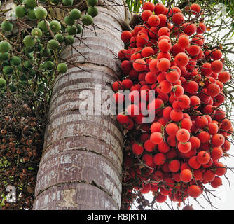 Jelly palm fruit growing on tree Stock Photo