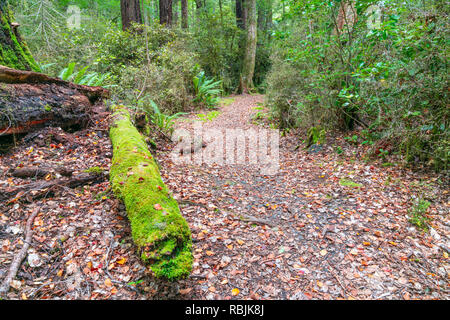 Walking track in New Zealand beech forest with green lichen and moss growing on dead trees on edge Lake Rotoroa in Nelson Lakes National Park, South I Stock Photo