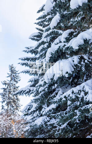 Tall blue spruce with snow on branches in winter Russian forest Stock Photo