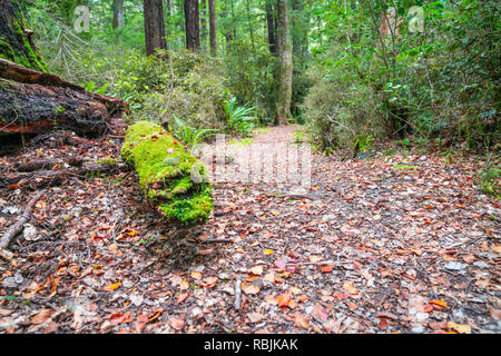 Walking track in New Zealand beech forest with green lichen and moss growing on dead trees on edge Lake Rotoroa in Nelson Lakes National Park, South I Stock Photo