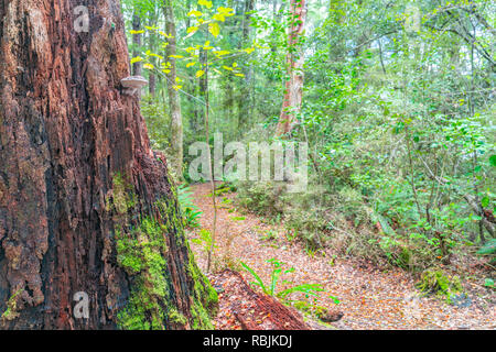 Walking track past old rotting tree with fungi in New Zealand beech forest with green lichen and moss growing on dead trees on edge Lake Rotoroa in Ne Stock Photo