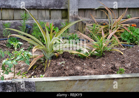 Pineapple plants growing in backyard garden Stock Photo