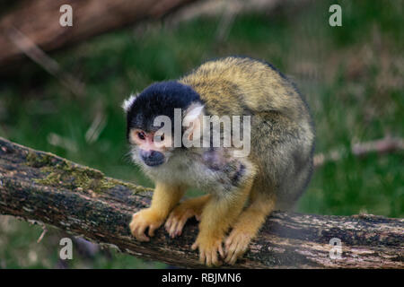 Black-capped squirrel monkey Stock Photo