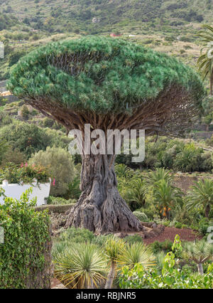 Tenerife - Dragon tree in Icod de los Vinos Stock Photo