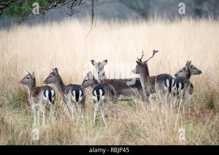 red deer in the forest Stock Photo