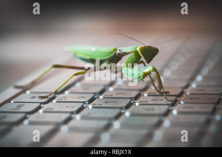 Green mantis pressing keys on a laptop keyboard, computer bug or hacker metaphor. Macro photo with selective focus Stock Photo