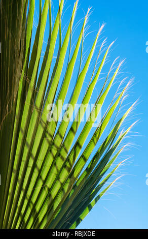 Palm tree leaves and blue sky, vertical tropical nature background photo Stock Photo