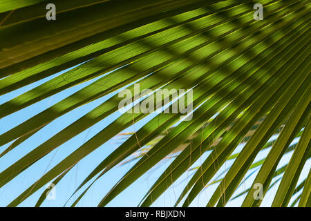 Palm tree leaves under blue sky, tropical nature background photo Stock Photo