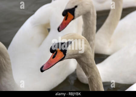 Zemun, Serbia - Close-up Swans (Cygnus cygnus) of the Danube River Stock Photo