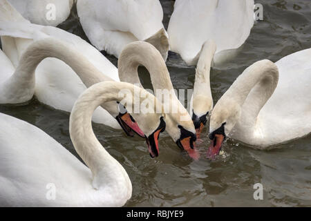 Zemun, Serbia - Close-up Swans (Cygnus cygnus) of the Danube River Stock Photo