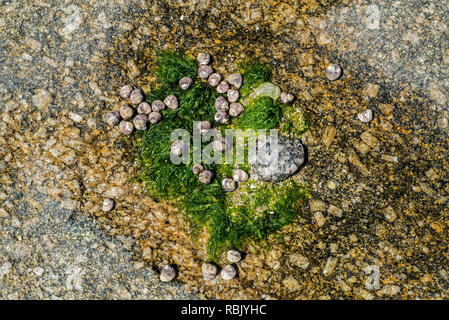 Lined top shells (Phorcus lineatus / Osilinus lineatus) and seaweed in dried up rock pool on rocky beach Stock Photo