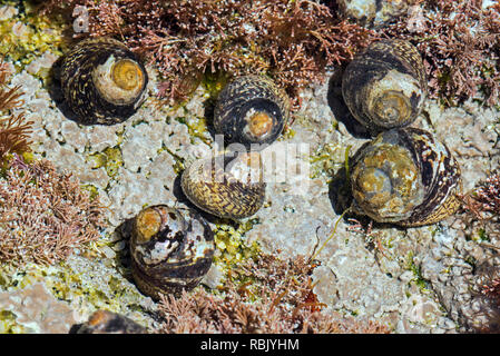 Lined top shells (Phorcus lineatus / Osilinus lineatus) foraging underwater in rock pool on rocky beach Stock Photo