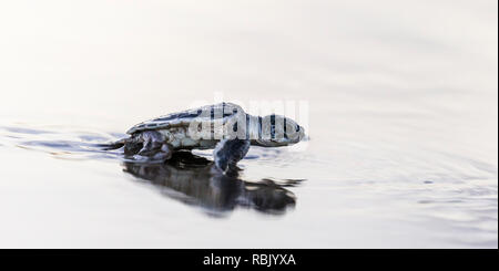 Green sea turtle hatchling making its way to the Caribbean sea after hatching in Tortuguero National Park Stock Photo