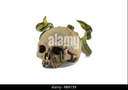 Snake on the skull Halloween concept isolated on white background Stock Photo