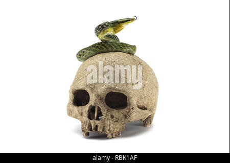 Snake on the skull Halloween concept isolated on white background Stock Photo