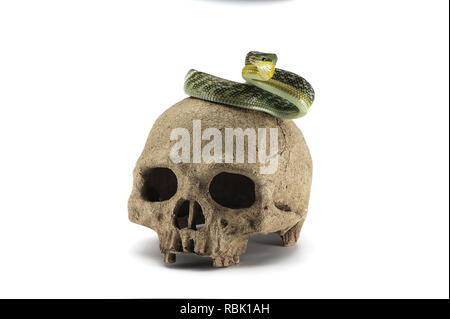 Snake on the skull Halloween concept isolated on white background Stock Photo