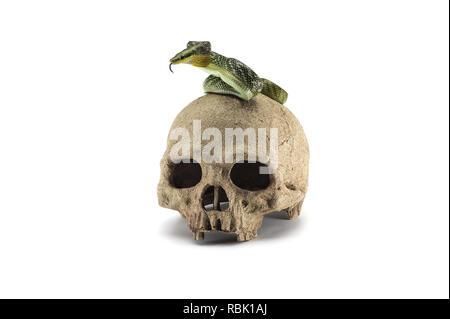 Snake on the skull Halloween concept isolated on white background Stock Photo