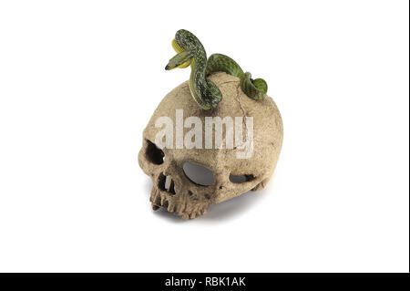 Snake on the skull Halloween concept isolated on white background Stock Photo