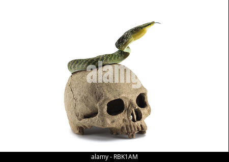 Snake on the skull Halloween concept isolated on white background Stock Photo