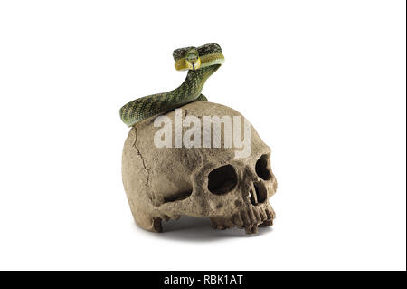 Snake on the skull Halloween concept isolated on white background Stock Photo