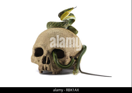 Snake on the skull Halloween concept isolated on white background Stock Photo