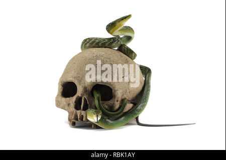 Snake on the skull Halloween concept isolated on white background Stock Photo