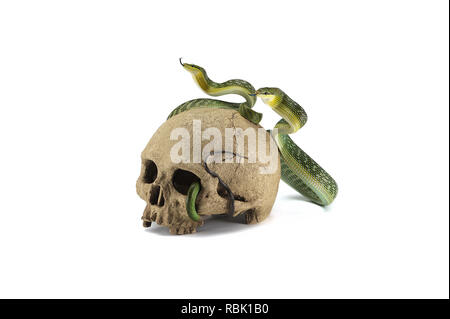 Snake on the skull Halloween concept isolated on white background Stock Photo