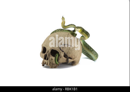 Snake on the skull Halloween concept isolated on white background Stock Photo