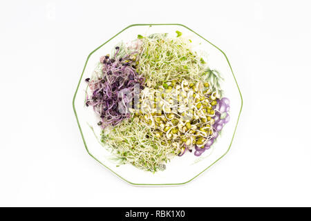 Radish, mung bean, alfalfa and clover sprouts on plate Stock Photo