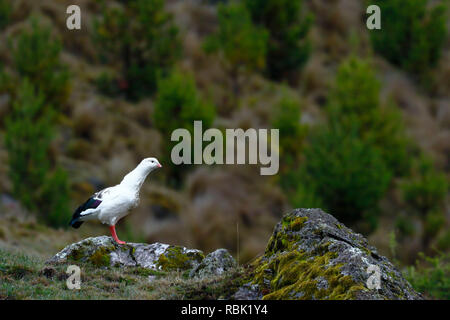 Andean goose (Chloephaga melanoptera) perched on the grassland in its natural environment in the puna. Stock Photo