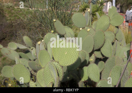 Cacti on the Hollywood Hills, California ,USA Stock Photo