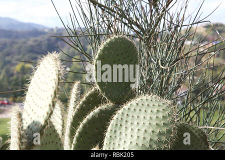 Cacti on the Hollywood Hills, California ,USA Stock Photo