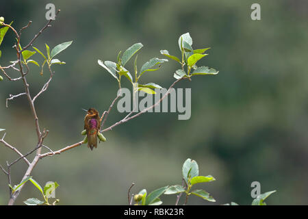 Shining sunbeam (Aglaeactis cupripennis) perched on a branch stretching its plumage. Stock Photo