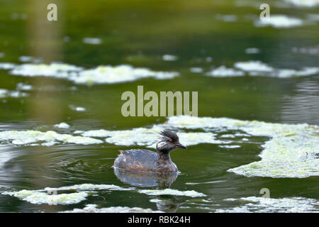 Silvery grebe (Podiceps occipitalis) swimming over wetland in its natural environment. Stock Photo