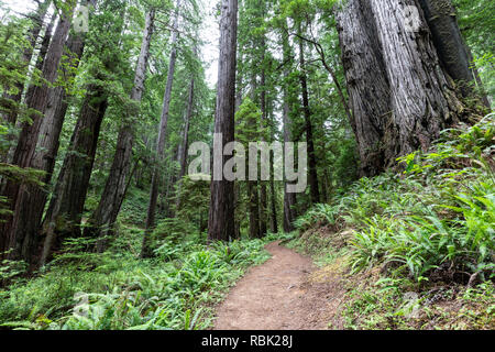 The James Irvine Trail winds through wild old growth redwoods (Sequoia sempervirens) in Prairie Creek Redwoods State Park, California. Stock Photo