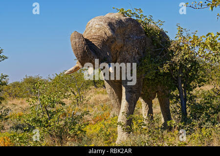 A solitary old bull elephant threatening us to move along in no uncertain terms, Etosha National Park, Namibia, Africa Stock Photo