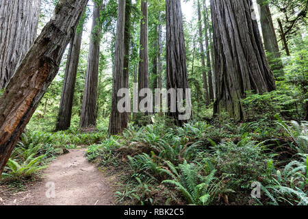 The Boy Scout Tree Trail winds through a wild old growth redwood (Sequoia sempervirens) forest in Jedediah Smith Redwoods State Park. Stock Photo