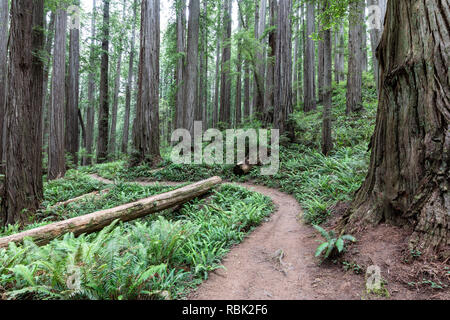 The Boy Scout Tree Trail winds through a wild old growth redwood (Sequoia sempervirens) forest in Jedediah Smith Redwoods State Park. Stock Photo