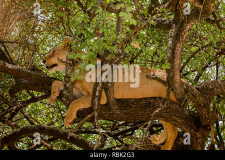 African Lion (Panthera leo) female resting in a tree in Lake Manyara National Park, Tanzania Stock Photo
