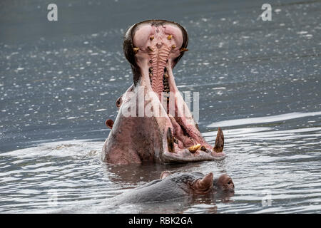 Hippopotamus (Hippopotamus amphibious) yawning and displaying its canine tusks in the Hippo Pool in Ngorongoro Crater, Tanzania Stock Photo