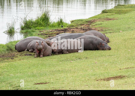 Hippopotamus (Hippopotamus amphibious) pod resting on the shoreline next to the Hippo Pool in Ngorongoro Crater, Tanzania Stock Photo