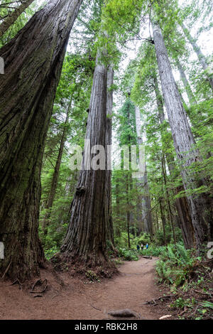 Hikers are dwarfed by giant coast redwood trees (Sequoia sempervirens) while hiking along the Boy Scout Tree Trail in Jedediah Redwoods State Park. Stock Photo