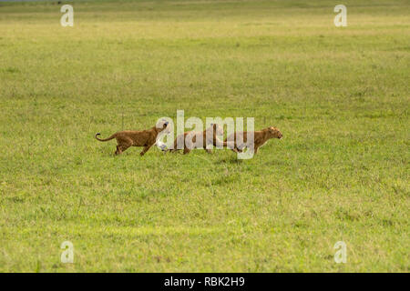 African Lion (Panthera leo) cubs playing on the open savannah in Ngorongoro Crater, Tanzania